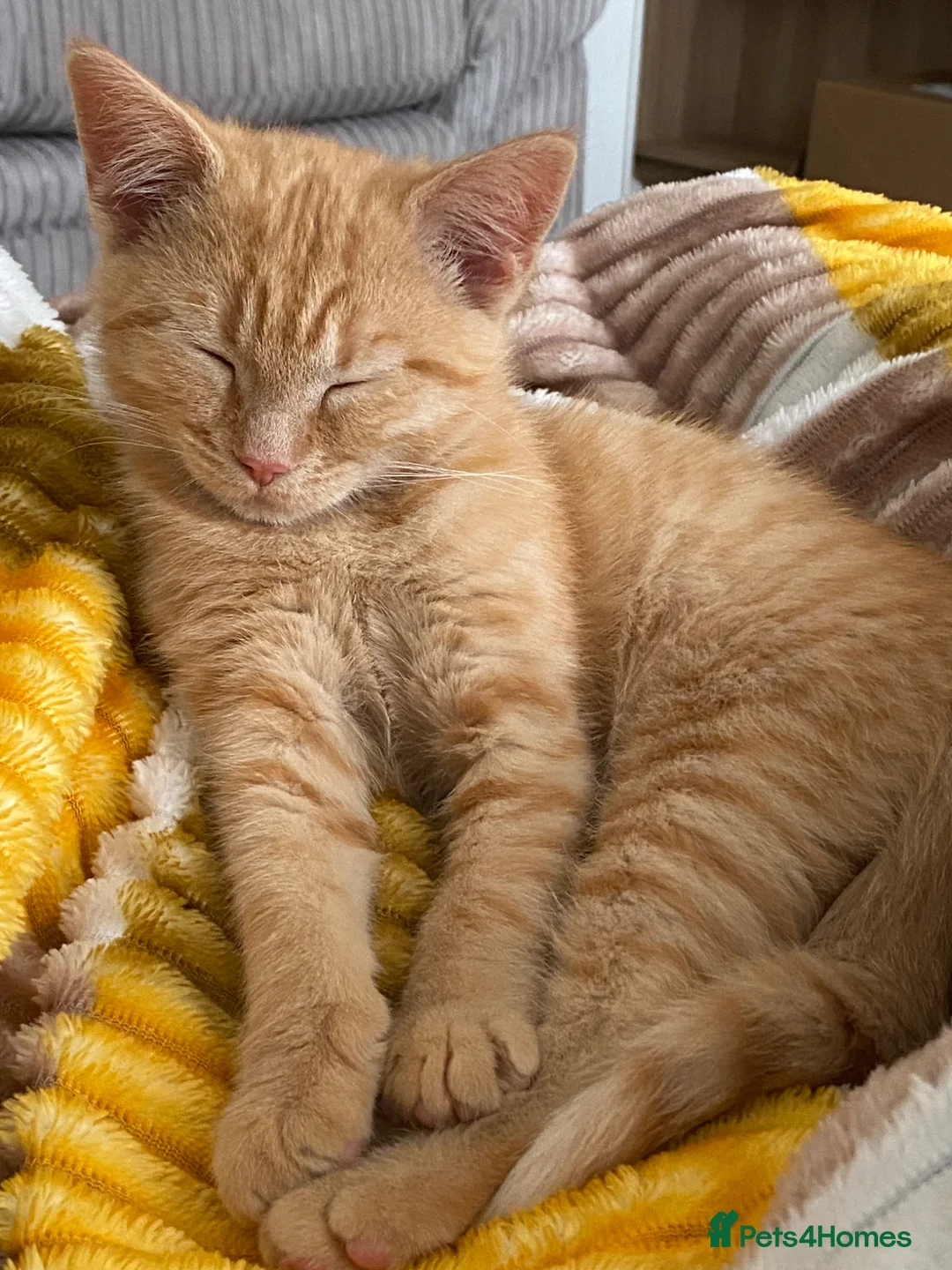Mixed Breed cats for sale: Ginger boy for rehoming  in Portsmouth - Advert 2