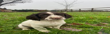 English Springer Spaniel Puppy 1
