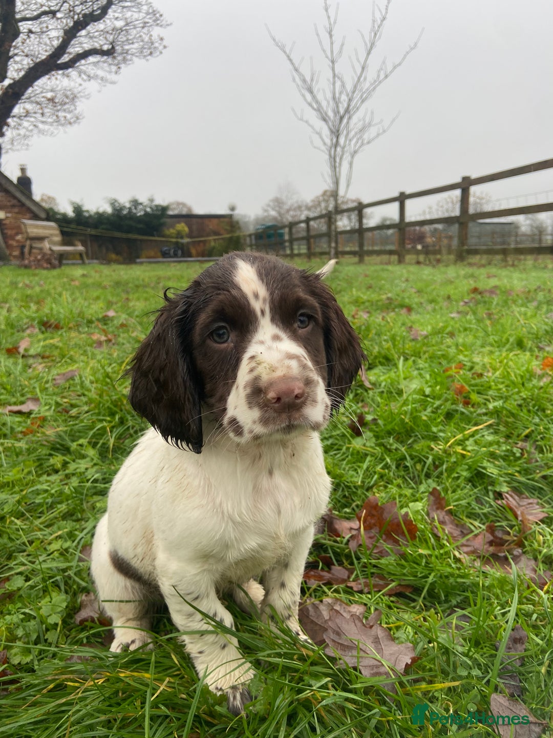 English Springer Spaniel dogs for sale: English Springer spaniel puppies  - Advert 4
