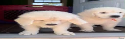 Golden Retriever dogs for sale: GOLDEN RETRIEVER PUPPIES - Advert 6