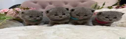 British Shorthair cats for sale: Beautiful Fluffy Chunky BSH Kittens  - Advert 29