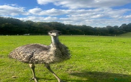 Emus poultry for sale: Trio of Unrelated Emus - Image 6