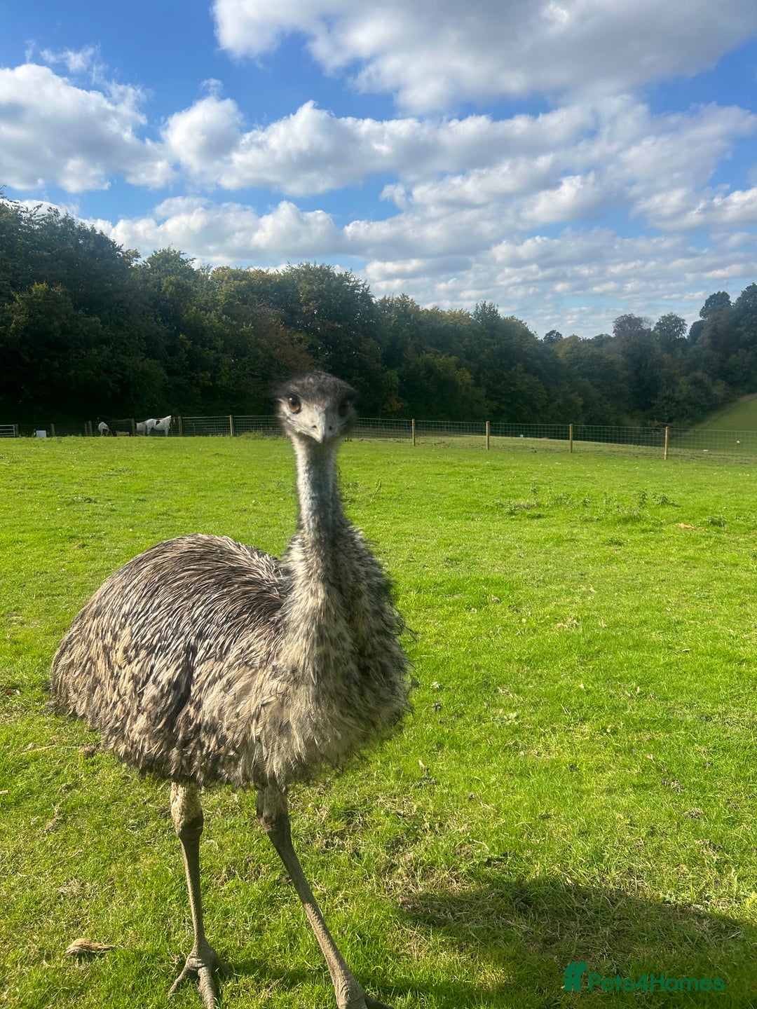 Emus poultry for sale: Trio of Unrelated Emus - Image 6