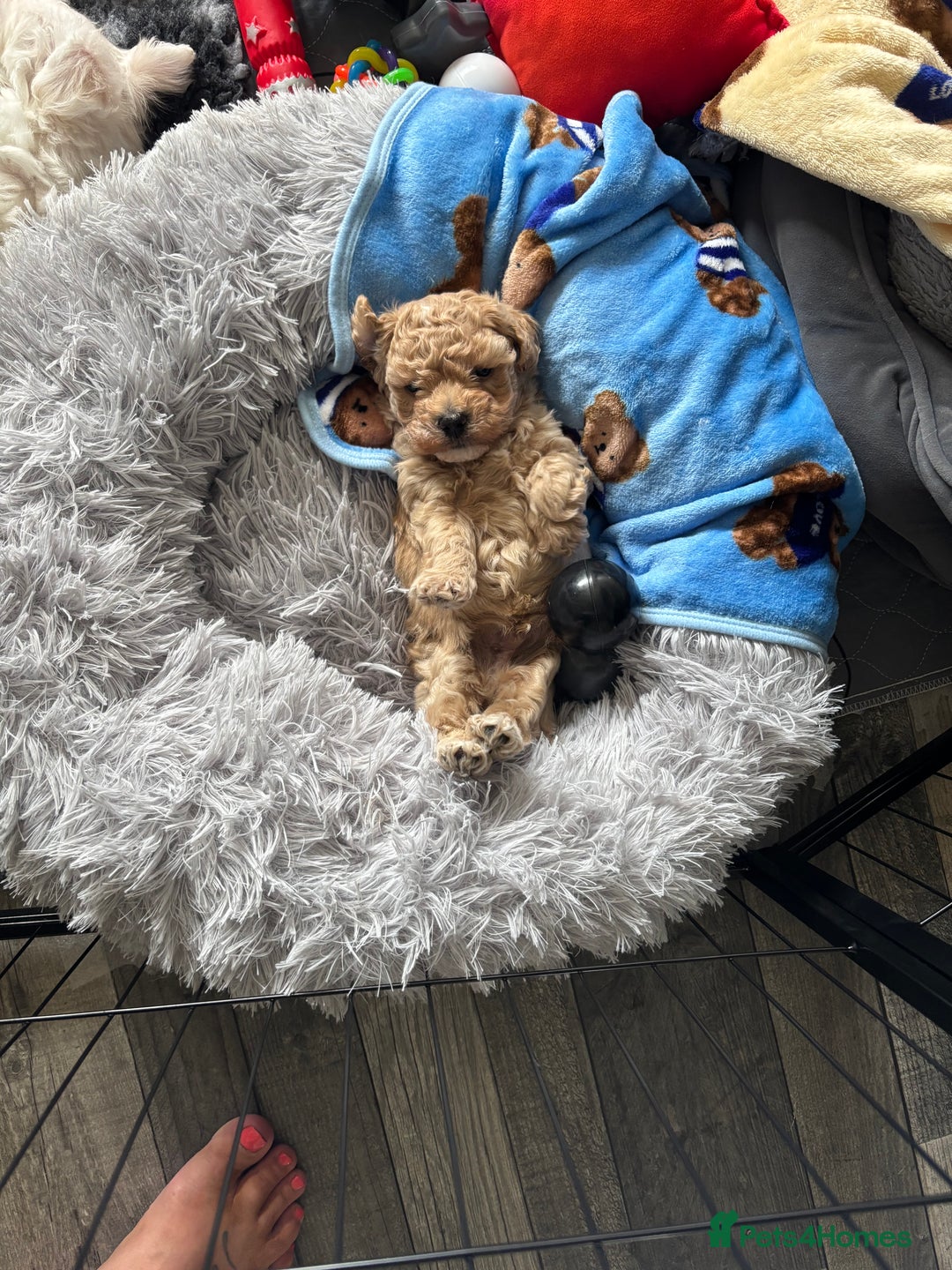 Maltipoo dogs for sale: F1 Maltipoo , only boy 💙 - Image 6