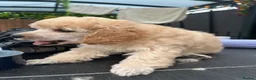 Miniature Poodle dogs for sale: KC registered miniature poodles  - Advert 5