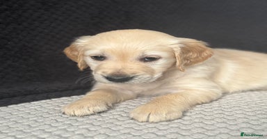 Golden Retriever dogs - Advert 13
