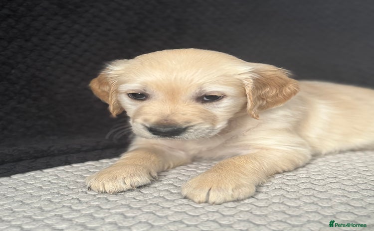 Golden Retriever dogs - Advert 4