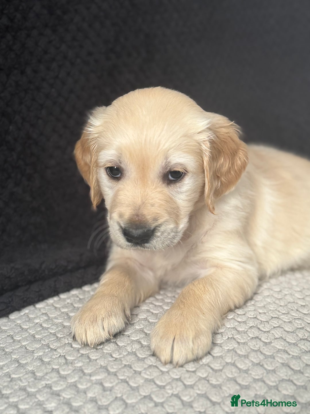 Golden Retriever dogs for sale: Stunning Showline Golden Retrievers 🐾  - Image 3