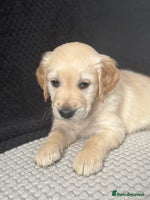 Golden Retriever dogs - Advert 13