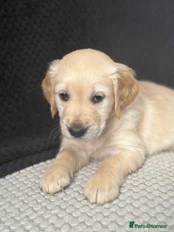 Golden Retriever dogs - Advert 4