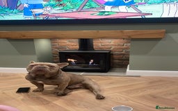 French Bulldog dogs for sale: Male 3yr old French Bulldog - Advert 3