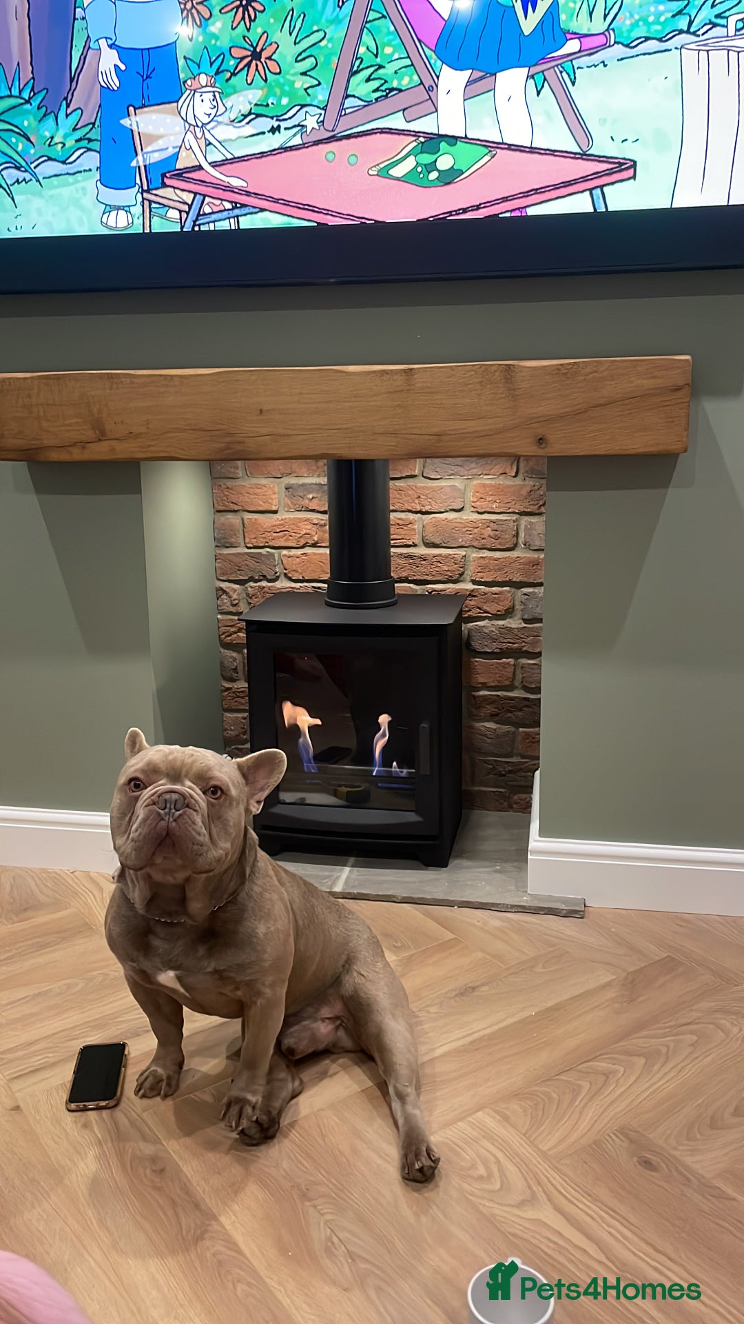 French Bulldog dogs for sale: Male 3yr old French Bulldog - Advert 3