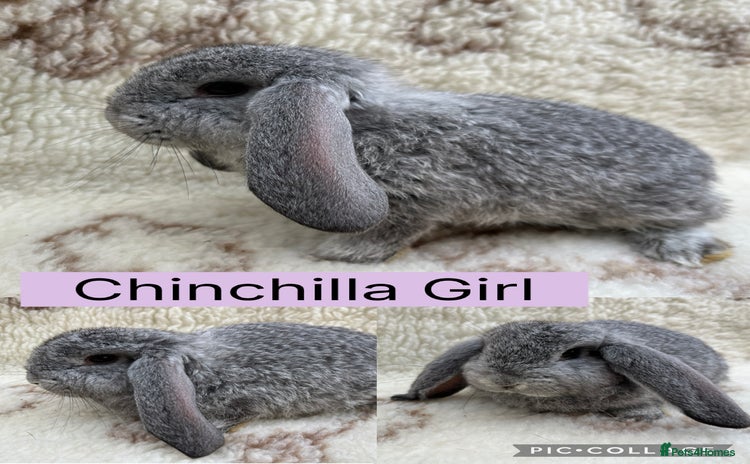 French Lop rabbits - Advert 13