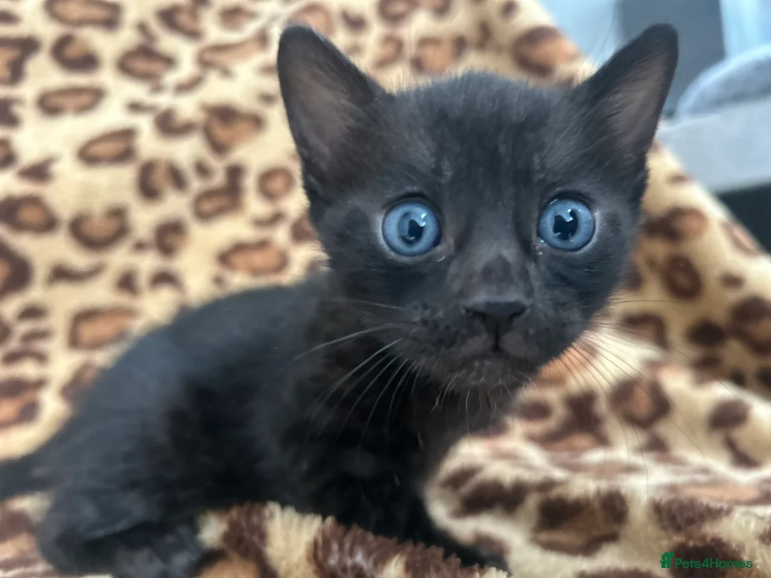 Bengal cats for sale: Beautiful Litter of Bengal Kittens - TICA Reg - Advert 12