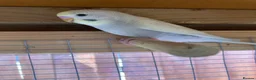 Budgerigars birds for sale: Baby budgies all bred in our aviary  - Advert 6