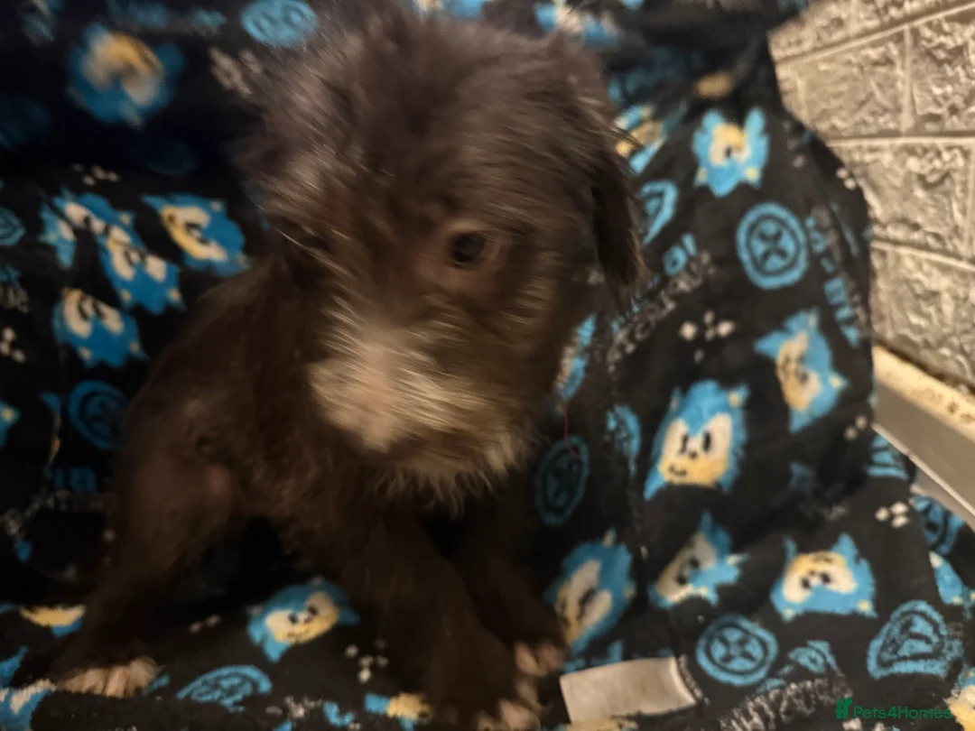 Mixed Breed dogs for sale: 6 Australian Shepherd X Springer x terrier puppies - Advert 3