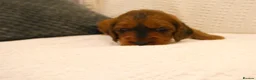 Cockapoo dogs for sale: Stunning Cockapoo puppies for sale in Bolton - Advert 8