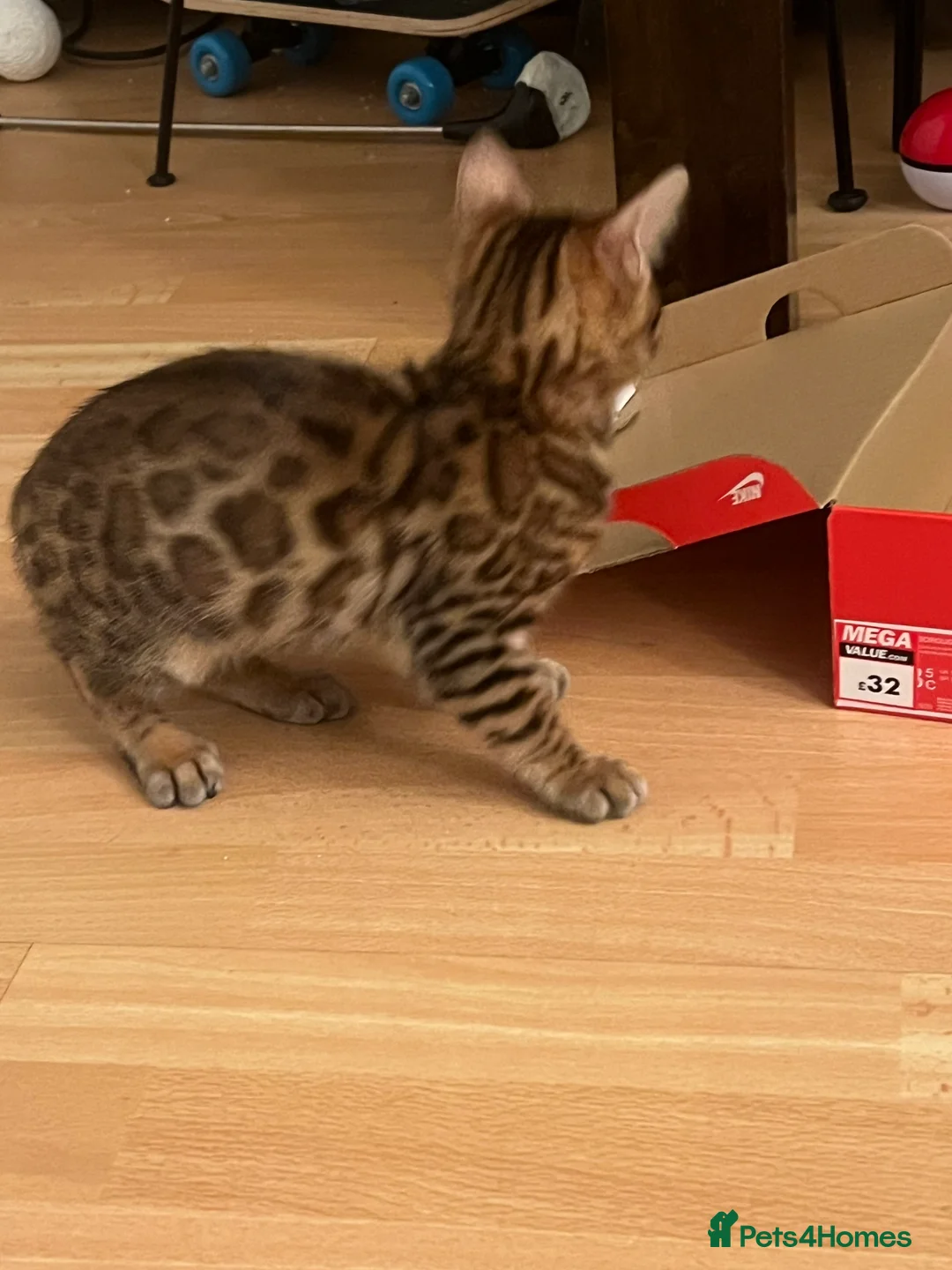 Bengal cats for sale: Pure Bengal - Home Raised - £1300 - Advert 7