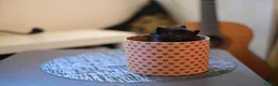 Munchkin cats for sale: Beautiful Black Female kitten looking 4 home - Advert 10