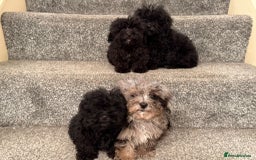 Poochon dogs for sale: Poochon Pups - Image 5