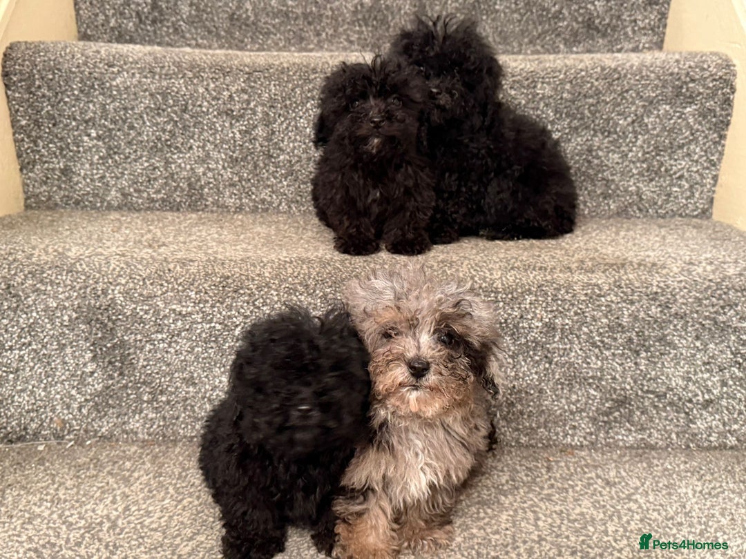 Poochon dogs for sale: Poochon Pups - Image 5