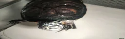 Turtle reptiles for sale: George the Turtle )  in Kingston upon Thames - Advert 3