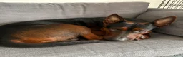 Chinese Red Dog dogs for sale: Chinese red dog  - Advert 4