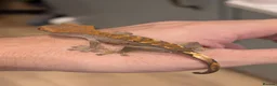 Gecko reptiles for sale: Crested Geckos  in Saint Leonards-on-sea - Advert 8