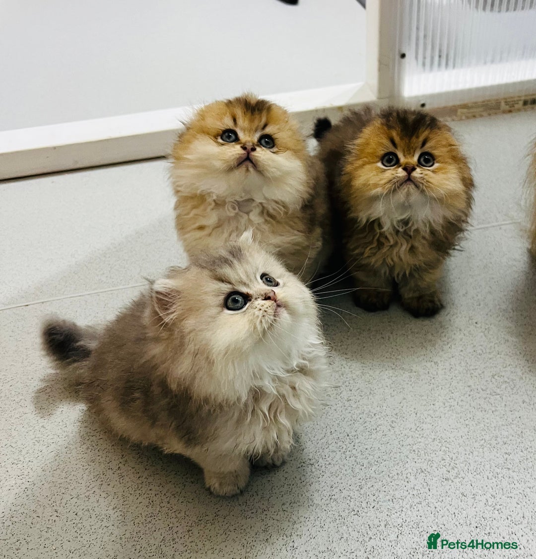 Scottish Fold cats for sale: Pedigree cutest SFLH kittens   - Advert 3