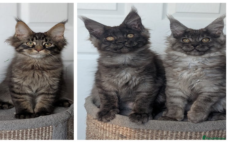 Maine Coon cats - Advert 2