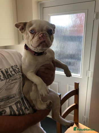 French Bulldog dogs - Advert 16