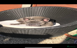 French Bulldog dogs for sale: French bulldog pups  - Image 15