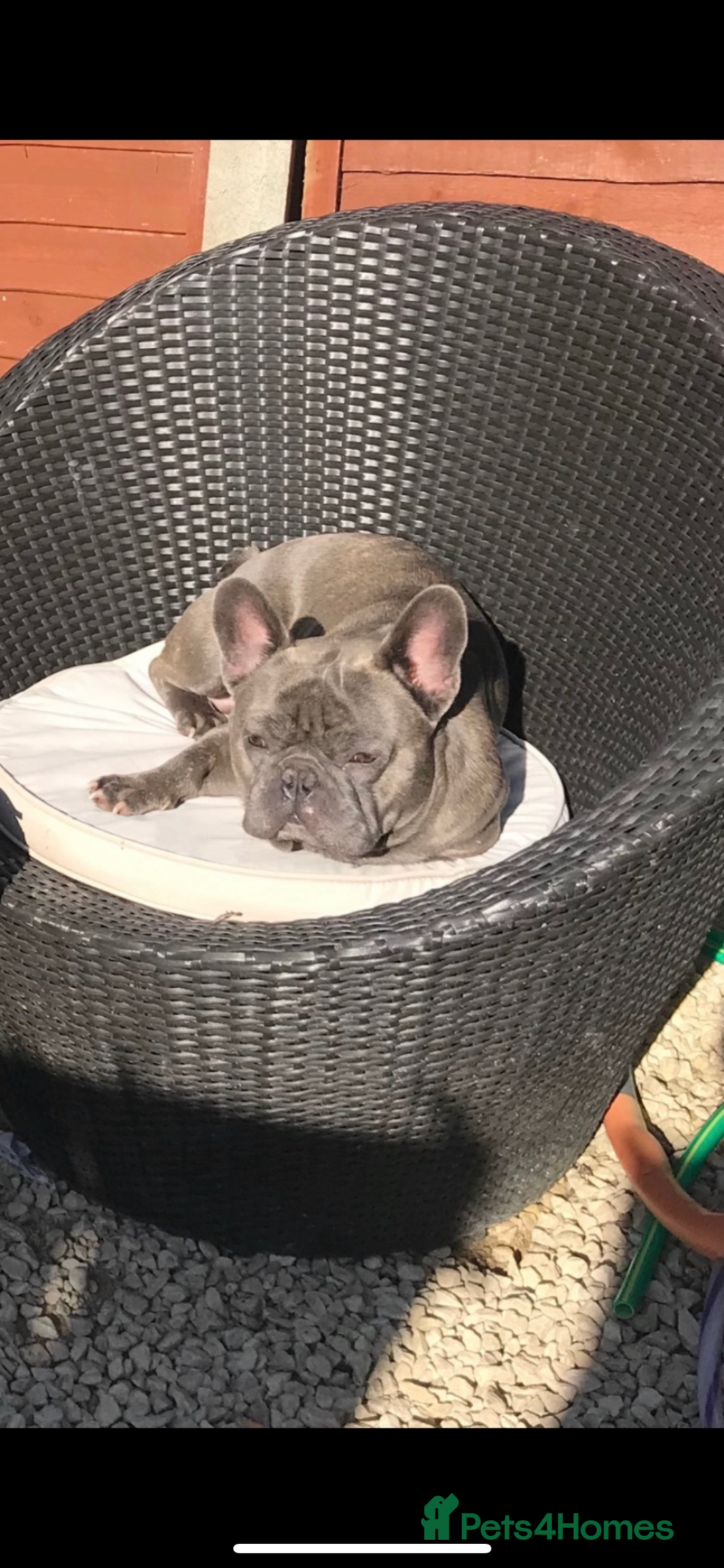 French Bulldog dogs for sale: French bulldog pups  - Image 15