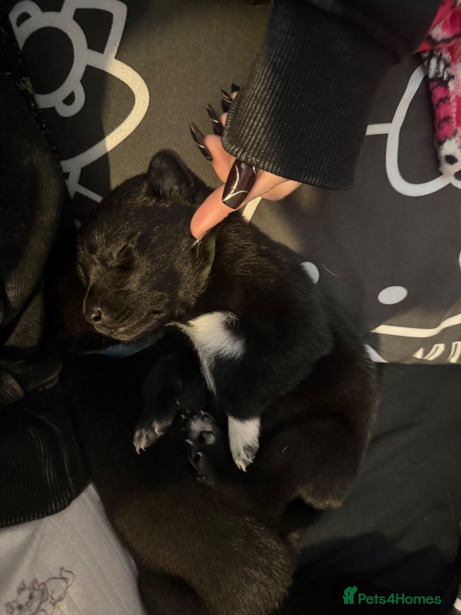 Mixed Breed dogs Border collie x staffie x german sheppard pups  - Advert 3