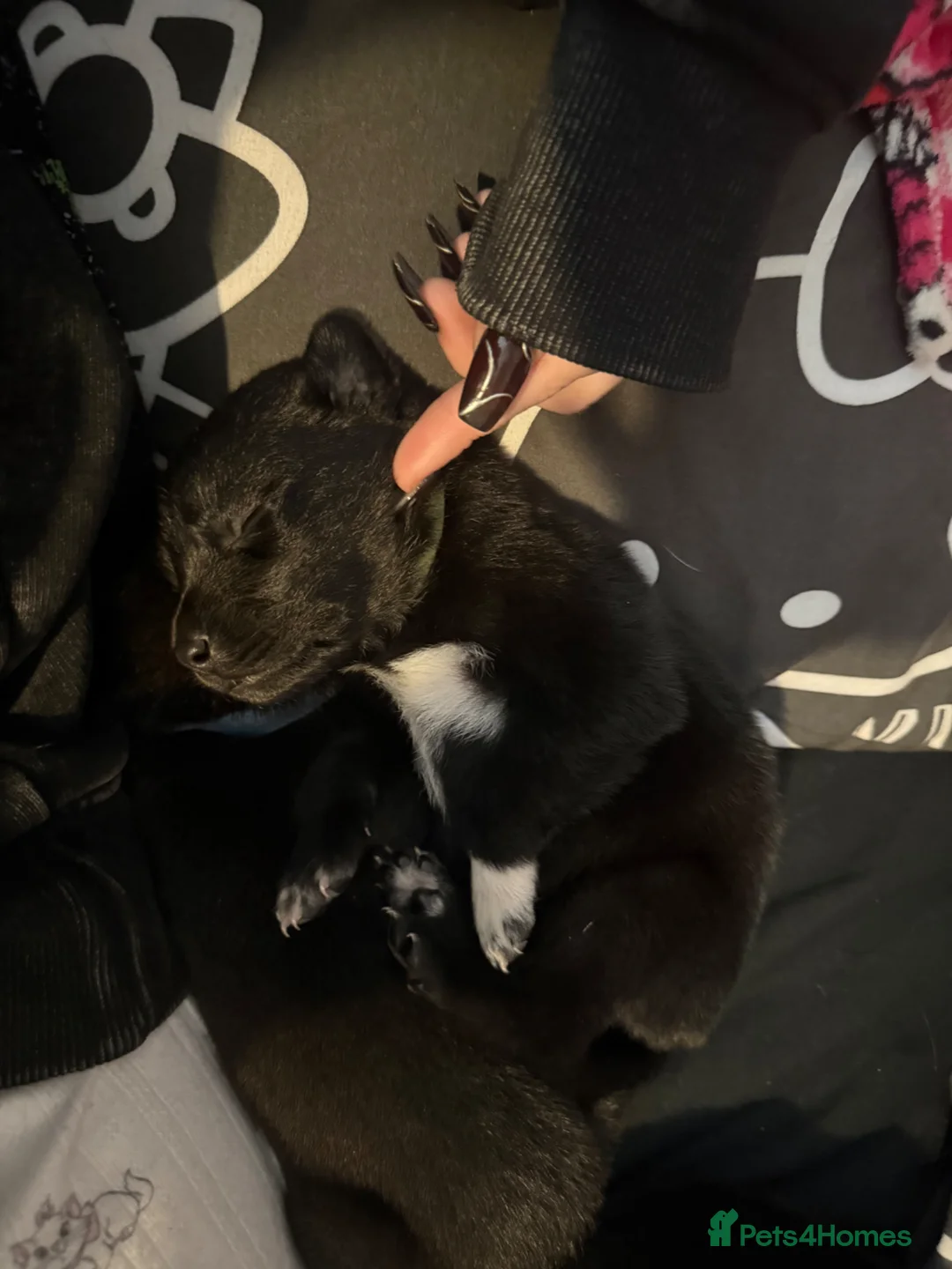 Mixed Breed dogs for sale: Border collie x staffie x german sheppard pups  - Advert 1