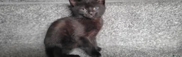 Mixed Breed cats for sale: cute kittens are looking for their new home in Gateshead - Advert 11