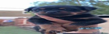 Rottweiler Puppy 1