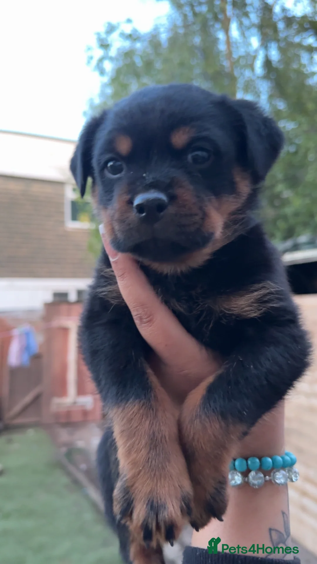Rottweiler dogs for sale: 1 beautiful healthy Rottweiler pup - Advert 2