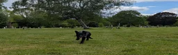 German Shepherd dogs for sale: Gorgeous pure black German Shepherd Pup - Advert 4