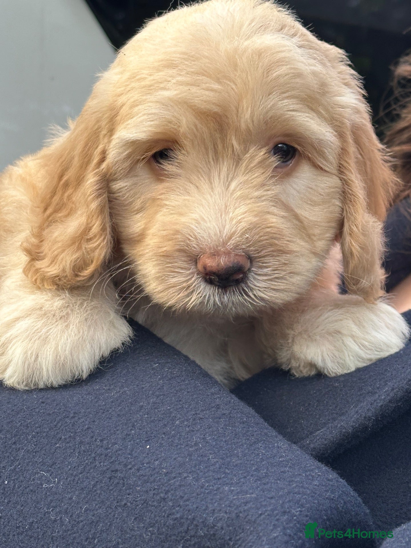 Sheepadoodle dogs Unique mini sheepadoodle mix - Advert 1