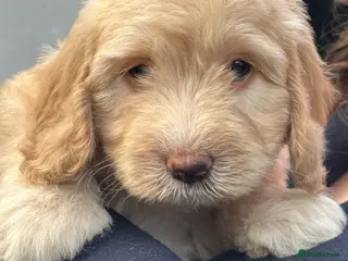 Sheepadoodle dogs Unique mini sheepadoodle mix - Advert 1