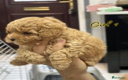 Shihpoo dogs for sale: 🐾 Toy Poodle x Shihpoo Puppies for Sale - Image 4
