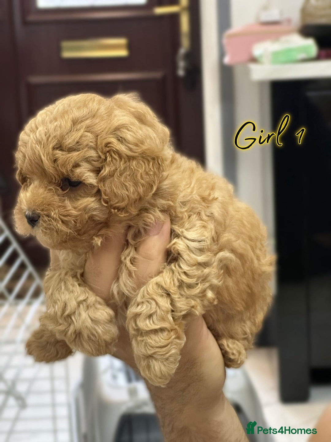 Shihpoo dogs for sale: 🐾 Toy Poodle x Shihpoo Puppies for Sale - Image 4