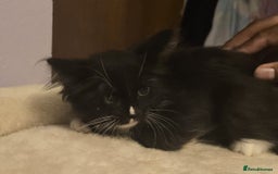 Siberian cats for sale: Tested purebreed hypoallergenic Siberian kittensns - Image 29