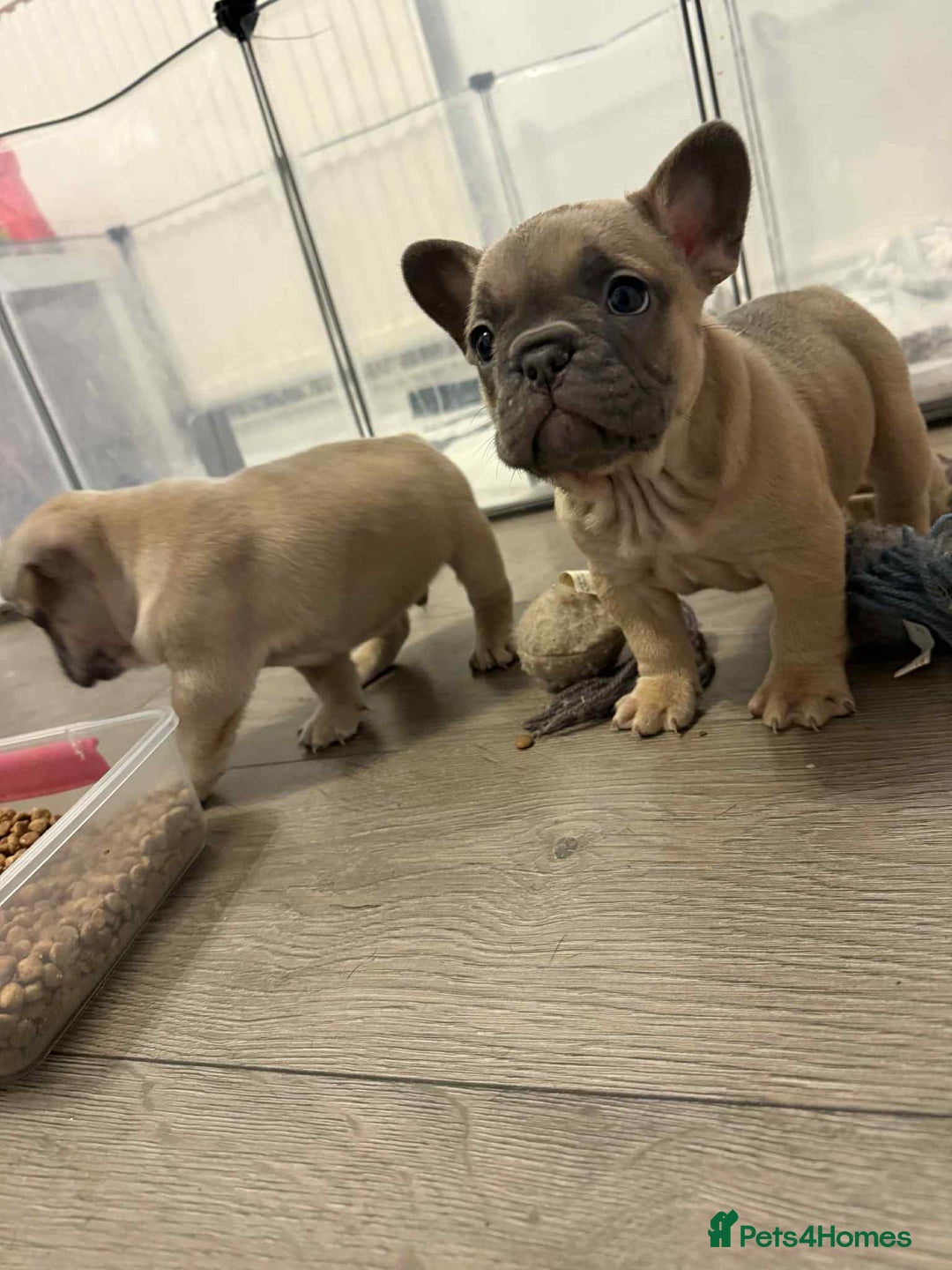 French Bulldog dogs for sale: French bulldog  - Advert 5