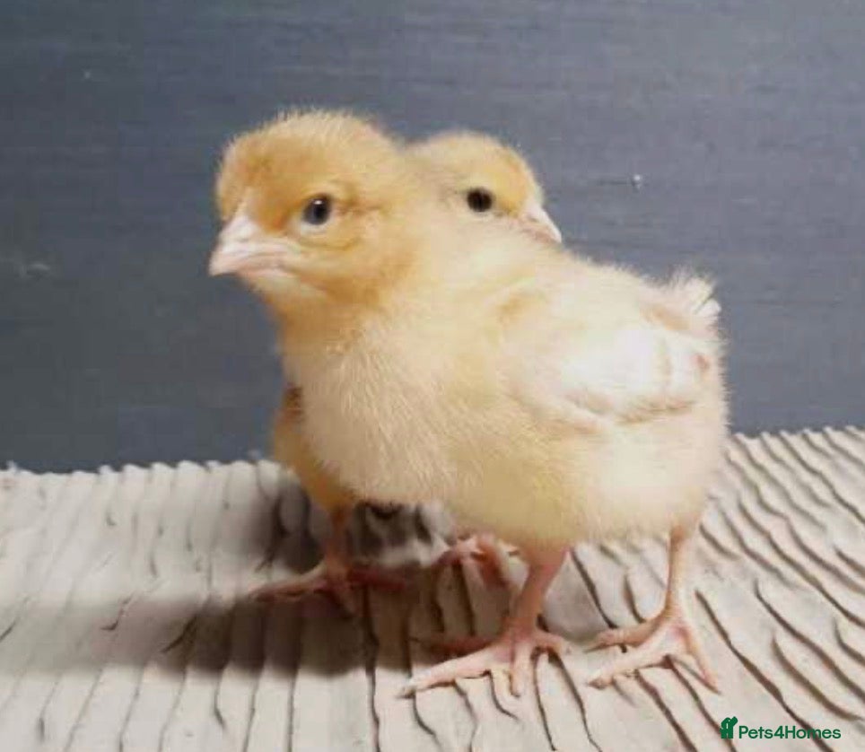 Chickens poultry Chicks For Sale £12 each or 2 for £20 - Advert 10