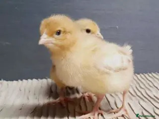 Chickens poultry Chicks For Sale £12 each or 2 for £20 - Advert 10