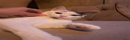 Mixed Breed cats for sale: Kittens  in Bristol - Advert 1