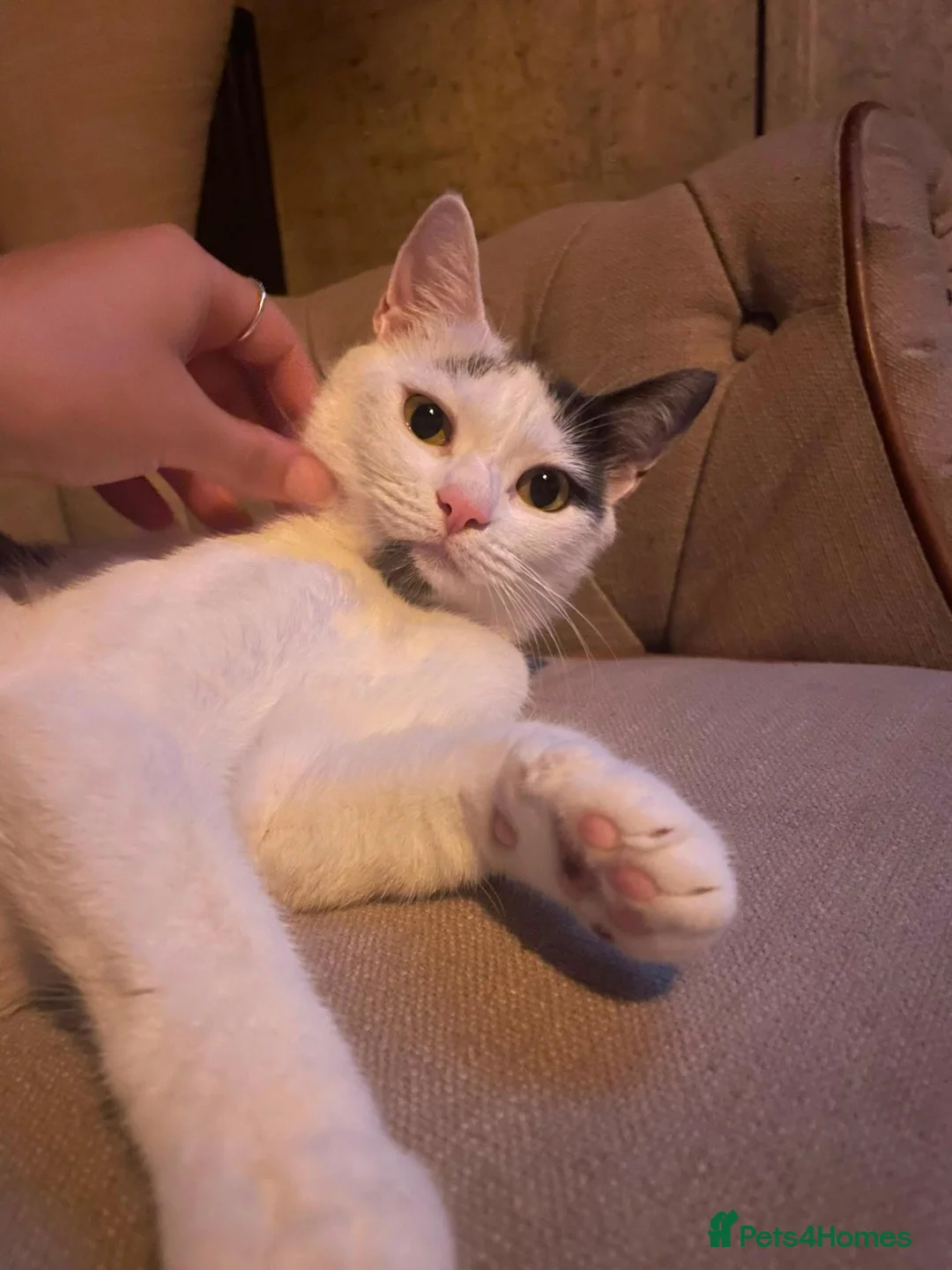 Mixed Breed cats for sale: Kittens  in Bristol - Advert 1