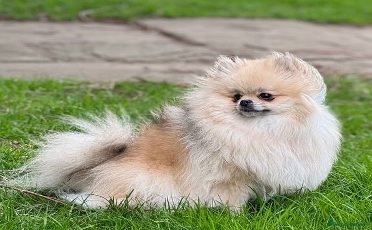 Pomeranian dogs - Advert 1